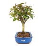 bonsai_pitanga_4_anos_25_cm_9915_4_f20f758a874b0d78e3d2e7d1af058d29