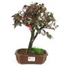 bonsai_loropetalum_rubrum_5_anos_30_cm_9961_1_f8d9b2b7fde22178e0efce40a132ec5d