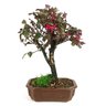 bonsai_loropetalum_rubrum_5_anos_30_cm_9961_3_40da5ed22e9ca0831378be219a632f72
