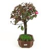 bonsai_loropetalum_rubrum_5_anos_30_cm_9961_4_74ac0b0ea4e0a7327042561af667bdb9