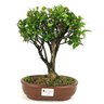 bonsai_maitenus_5_anos_28_cm_9971_1_bbb04f09712865726631e5d9ede6d0c5