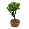 bonsai_maitenus_5_anos_28_cm_9971_2_39df79f37d89d67b9d7a451564b15349