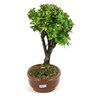 bonsai_maitenus_5_anos_28_cm_9971_4_90d0949993927288ec17d130e970f3da