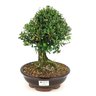 bonsai_buxus_harlandii_8_anos_30_cm_9987_1_560c600cf1beee10e8b534e59a0384c4