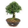 bonsai_buxus_harlandii_8_anos_30_cm_9987_2_3d0b71e6ab02e6c696a853001a2ebe09