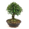 bonsai_buxus_harlandii_8_anos_30_cm_9987_3_8661185221254b14c2866cce0b0b1b69