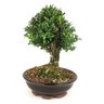 bonsai_buxus_harlandii_8_anos_30_cm_9987_4_15bb3b62a3cc11629a3443fd795b83d1