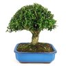 bonsai_buxus_harlandii_10_anos_28_cm_9989_1_9fc6f6185428d780c98b01394f6f0324