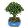 bonsai_buxus_harlandii_10_anos_28_cm_9989_2_3cd0a8118b2c3da88422dfa699465af4