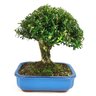 bonsai_buxus_harlandii_10_anos_28_cm_9989_3_cebc05bbe87abb66a8219b203b417b58