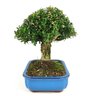 bonsai_buxus_harlandii_10_anos_28_cm_9989_4_0553730f298e0549a2507f9fb25b9600