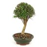 bonsai_cambui_8_anos_36_cm_10017_1_91bb6485676375ff070ddcf21456fb0c