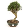 bonsai_cambui_8_anos_36_cm_10017_2_1c78f790bce548e9c9fbf150e28dc029