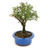 bonsai_serissa_rosa_4_anos_23_cm_10317_2_146fcc5372c1170a848c1fca113c3784