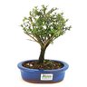 bonsai_serissa_rosa_4_anos_23_cm_10317_3_5e647dc67891ee680c4aa78ea0f19343