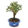 bonsai_serissa_rosa_4_anos_23_cm_10317_4_753b28e57c30c9136ce574f9736f94f8