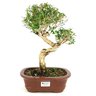 bonsai_serissa_chinesa_7_anos_32_cm_10335_1_da45966fb337dfcb83ef75e9d0ab2744