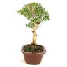 bonsai_serissa_chinesa_7_anos_32_cm_10335_2_18d696a3393a2a9164812066b55ef0a3