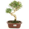 bonsai_serissa_chinesa_7_anos_32_cm_10335_3_65c850608fced91923a94d5c957b872d