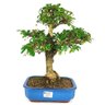 bonsai_carmona_10_anos_34_cm_10361_1_1cf83a4378f932f51772b9a8f030b2b8