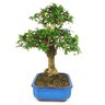 bonsai_carmona_10_anos_34_cm_10361_2_d914f080daf122dff5495953a8a8b514