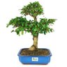 bonsai_carmona_10_anos_34_cm_10361_3_9e67a0260acb4d0c690f21f1e98f787b