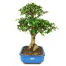 bonsai_carmona_10_anos_34_cm_10361_4_31ae9311328f61e8cef6b639e6dfd396