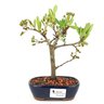 bonsai_piracanta_vermelha_2_anos_20_cm_10423_1_1ed8e26525b6f9b81dea6d911c6e9231