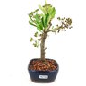 bonsai_piracanta_vermelha_2_anos_20_cm_10423_2_b97870b4c224d10b408a409818731dd1