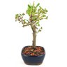 bonsai_piracanta_vermelha_2_anos_20_cm_10423_4_261769356ca71c0e84b7ac65c668ba0f