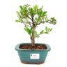 bonsai_piracanta_vermelha_3_anos_23_cm_10447_1_9d878b0de069a7a95fda8c80d40a6e71