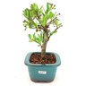 bonsai_piracanta_vermelha_3_anos_23_cm_10447_2_369606ea4274fadcfcd4d3f997d362dc