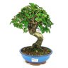 bonsai_ligustrum_10_anos_32_cm_10559_1_176dbb8108fe7d7b692e70c03ea541de