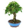 bonsai_ligustrum_10_anos_32_cm_10559_2_11a08ed76a2ff267325d677079932315