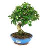 bonsai_ligustrum_10_anos_32_cm_10559_3_940d3d6f1133579f5094dc1aada02734