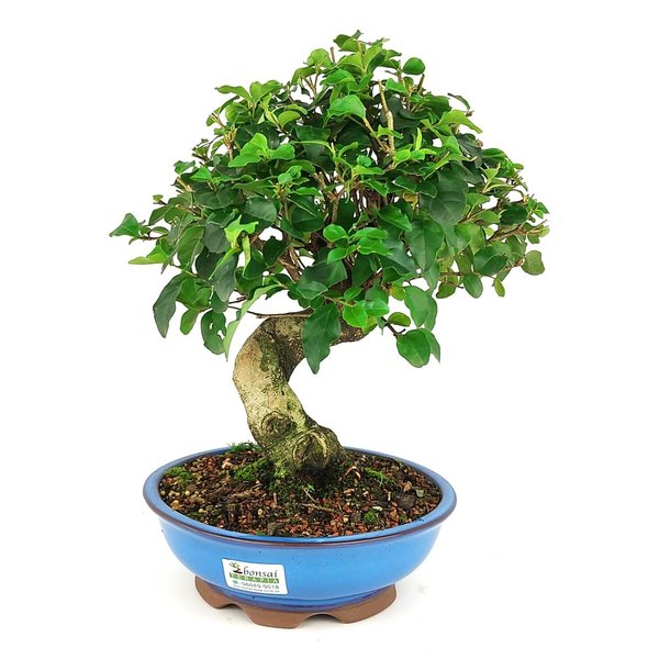 bonsai_ligustrum_10_anos_32_cm_10559_3_940d3d6f1133579f5094dc1aada02734