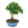 bonsai_ligustrum_10_anos_32_cm_10559_4_c297ca1f093c651051c741212f0cb1a7