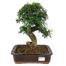 bonsai_caliandra_rosa_12_anos_34_cm_10561_1_448e09751b5264b914184d9ebe9b6fd1