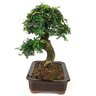 bonsai_caliandra_rosa_12_anos_34_cm_10561_2_592a3bd1bb9d5c8d3f8025daf8668859