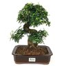 bonsai_caliandra_rosa_12_anos_34_cm_10561_3_a5546dc68174f20196dcaa80e9bbc160