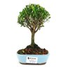 bonsai_buxus_harlandii_2_anos_18_cm_10704_1_01fd5d4a1e05d2d97ab07cc5006f59bc