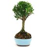 bonsai_buxus_harlandii_2_anos_18_cm_10704_2_a804ca8290ec65d1dbe8005ba3afa1ce