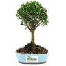 bonsai_buxus_harlandii_2_anos_18_cm_10704_3_6abb07a1e2a6379baf66d3a734fa3331