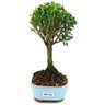 bonsai_buxus_harlandii_2_anos_18_cm_10704_4_4fecda52b92f91bd292004984d0ef328