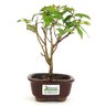 bonsai_pitanga_2_anos_21_cm_10716_1_2e3636d8802ba526047006949507144a
