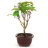 bonsai_pitanga_2_anos_21_cm_10716_2_232ea0fb2dfc8f04fbfb15b6184e02b1