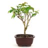 bonsai_pitanga_2_anos_21_cm_10716_3_61f30a5c2a998b6d0c7e9eac75fc9232