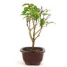 bonsai_pitanga_2_anos_21_cm_10716_4_03bd9254240a452fd482c3c730c45d0d