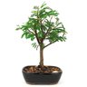 copia_bonsai_caliandra_branca_2_anos_22_cm_10844_1_5dbcca89ab44fdde79bb4519327200ee
