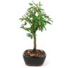 copia_bonsai_caliandra_branca_2_anos_22_cm_10844_2_dbfc89d72a0bcf4ca3e7a59564e4882e